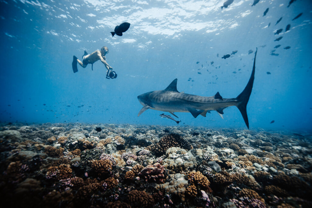 Antoine Janssens underwater filming a shark