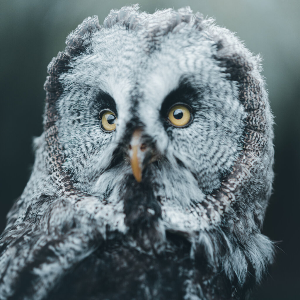 A Great Grey Owl Is Looking Straight Ahead With Focused Eyes