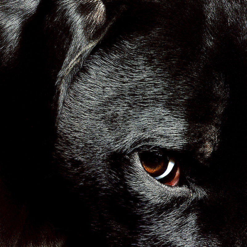 A Closeup Of A Black Furry Dog