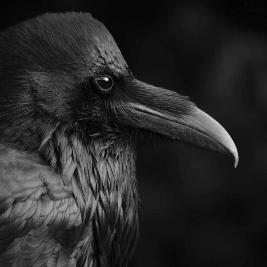 Side View Of A Raven With A Long Beak