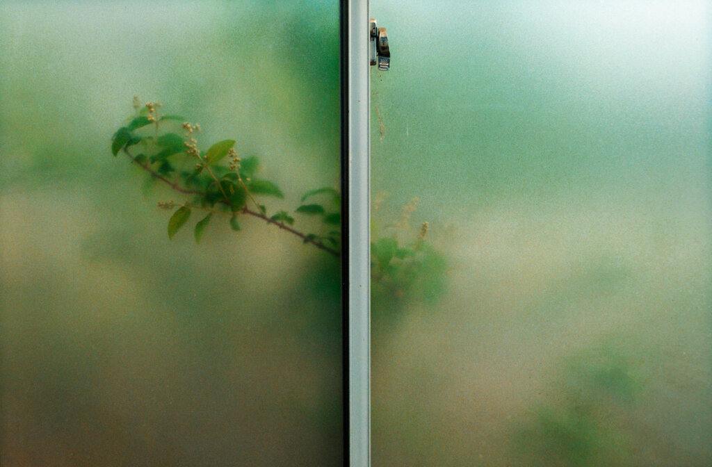 Plant Pressing Against A Steamed Window